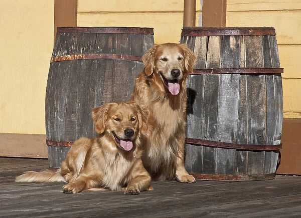 Two Golden Retrievers next to two wooden barrels on a wooden deck