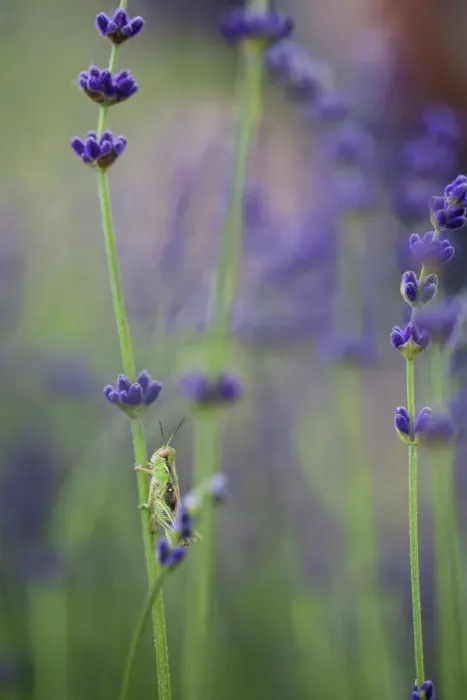 Framed Print : Grasshopper with Lavender Print Framed Print : Grasshopper with Lavender Print