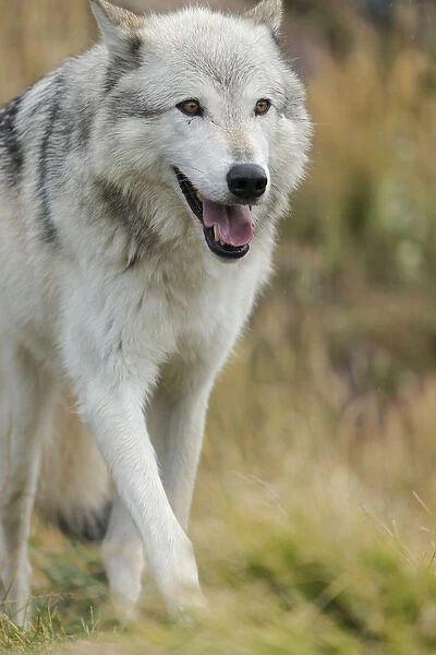 Gray  /  Grey Wolf running in a fall drizzle, Canis lupus, West Yellowstone, Montana