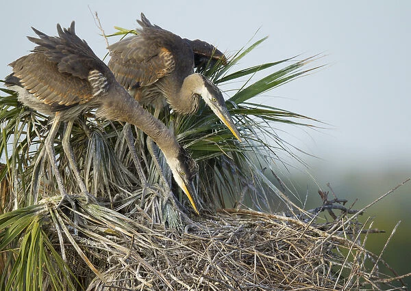 Great blue heron chicks in nest looking for bugs, Ardea herodias, Viera wetlands, Florida