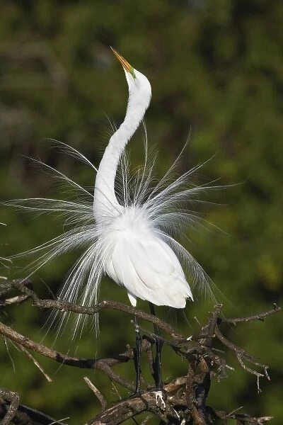 Great Egret displaying breeding plumes, Casmerodius albus, Venice, Florida