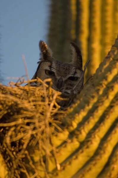 great horned owl, Bubo virginianus, in a saguaro, Carnegiea gigantea, catcus in the