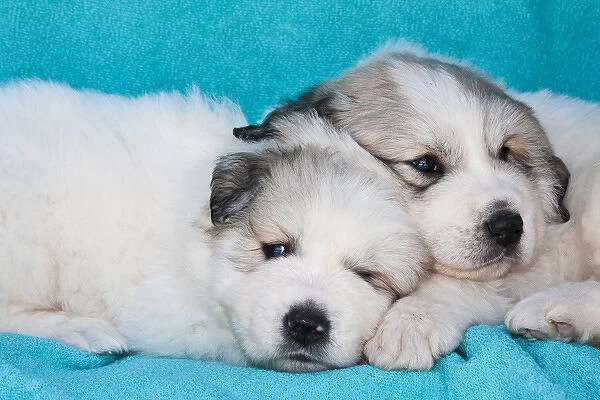 Two Great Pyrenees puppies lying together on a blue background