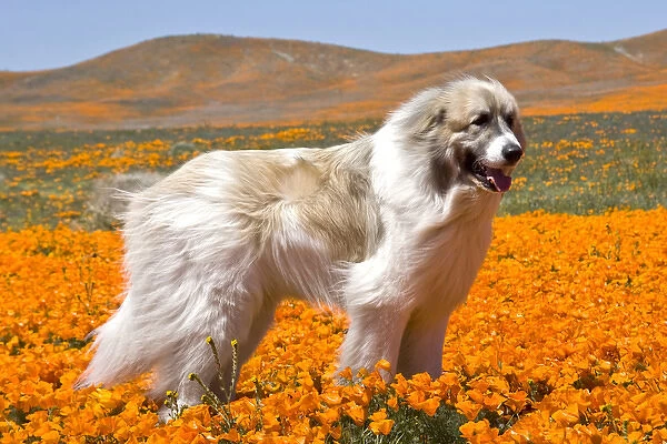 A Great Pyrenees standing in a field of wild Poppy flowers in Antelope Valley California