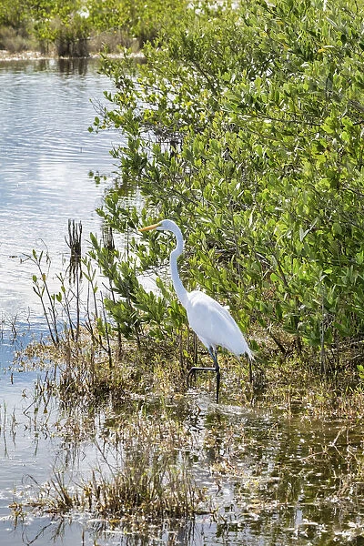 Great White Egret wading, Merritt Island nature preserve, Florida, USA