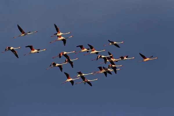Greater Flamingos in flight, Camargue region of France, Parc Naturel Rgional de Camargue