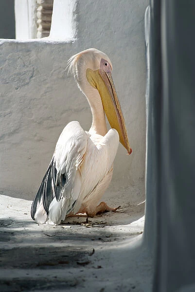 Greece; Mykonos; Chora. Petros the Pelican has been the official mascot of Mykonos