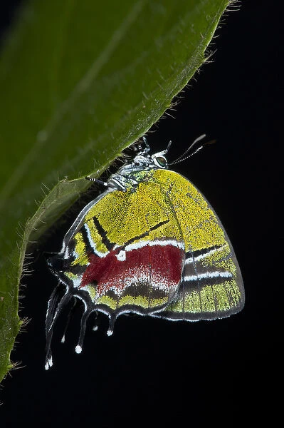 Green Hairstreak Butterfly (Lycaeninae), Yasuni National Park, Amazon Rainforest, ECUADOR