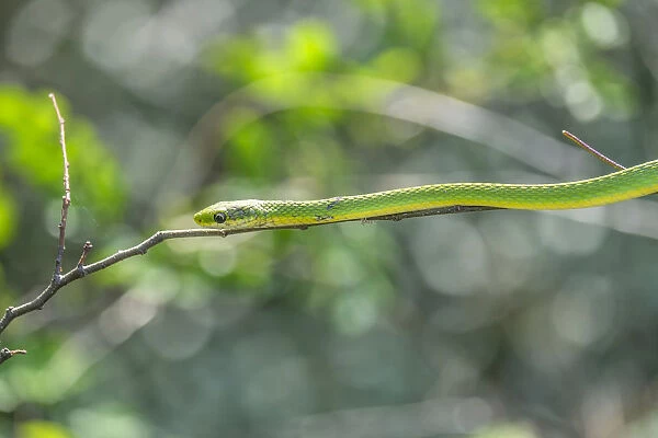 green snake, New Smyrna Beach, Florida, USA