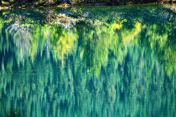 Green Yellow Trees Fall Reflection Abstract Gold Lake Snoqualme Pass Washington