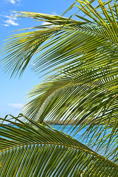 Grenada. Palm trees on beach