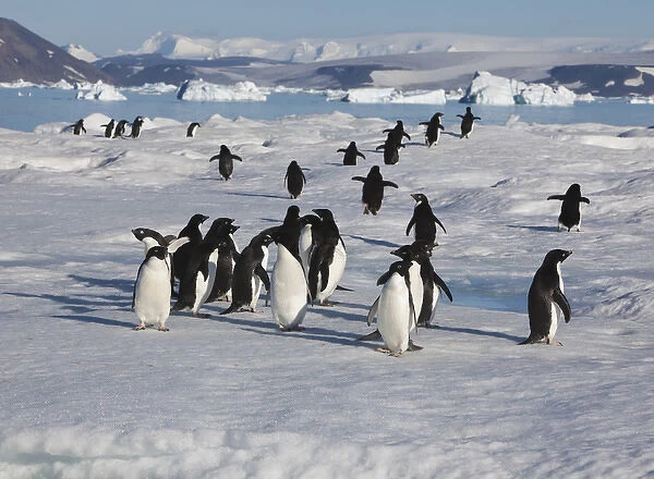 A group of adelie penguins loaf on sea ice near their colony on Devil Island