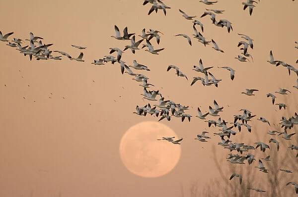 A group of migratory snow geese, Grus canadensis, wintering in New Mexico, fly in