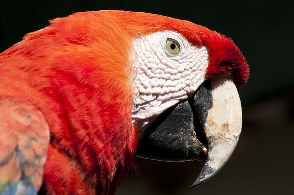 Guatemala, Chichicastenango. Scarlet macaw