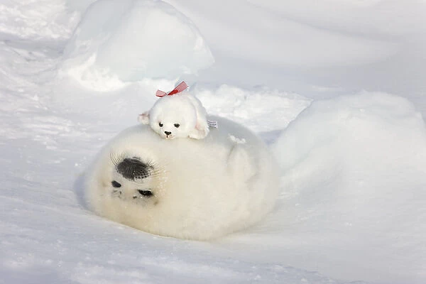 Harp seal pup and stuff seal toy on ice, Iles de la Madeleine, Quebec, Canada