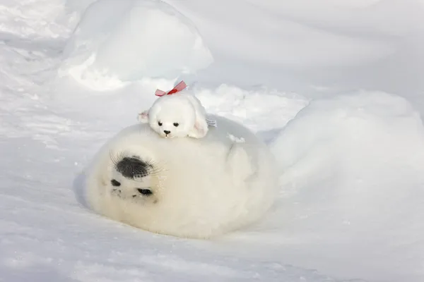 Harp seal pup and stuff seal toy on ice, Iles de la Madeleine, Quebec, Canada