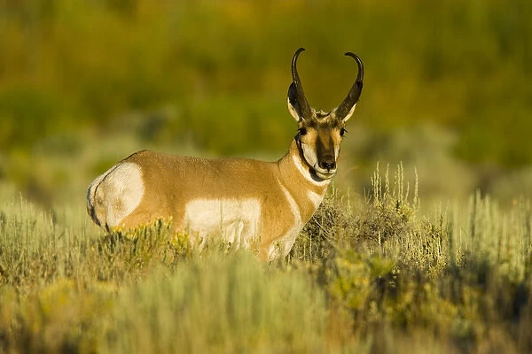 Hart Mountain National Antelope Refuge, Oregon, a Pronghorn buck (Antilocarpa americana)