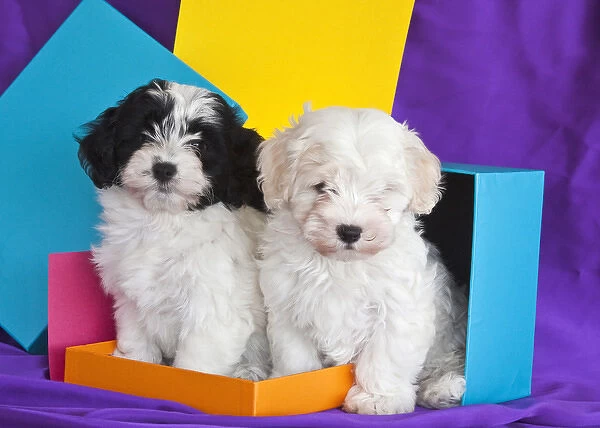 Two Havanese puppies sitting together surrounded by colors
