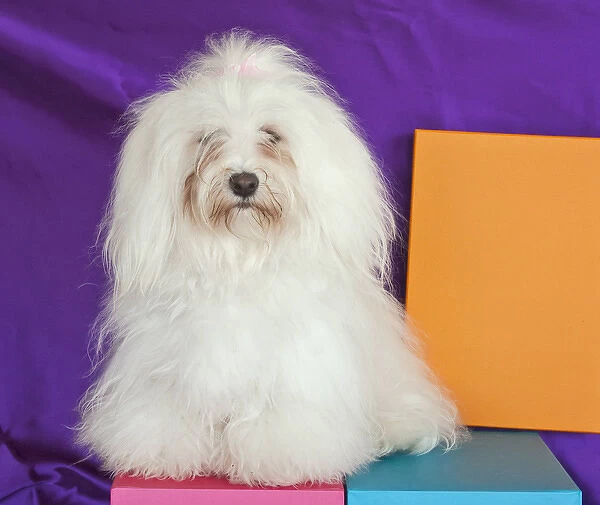 A Havanese sitting in front of colorful background