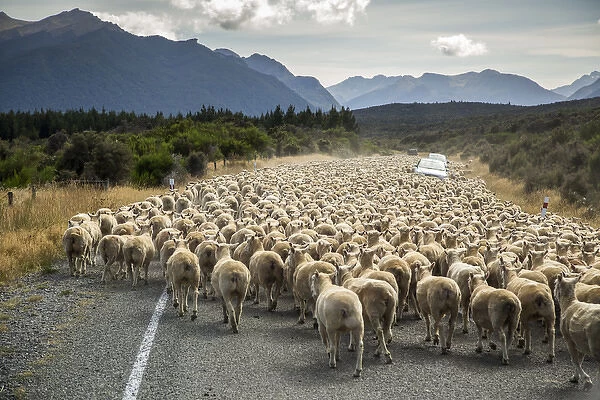 A herd of sheep block the road near Milford Sound, South Island, New Zealand