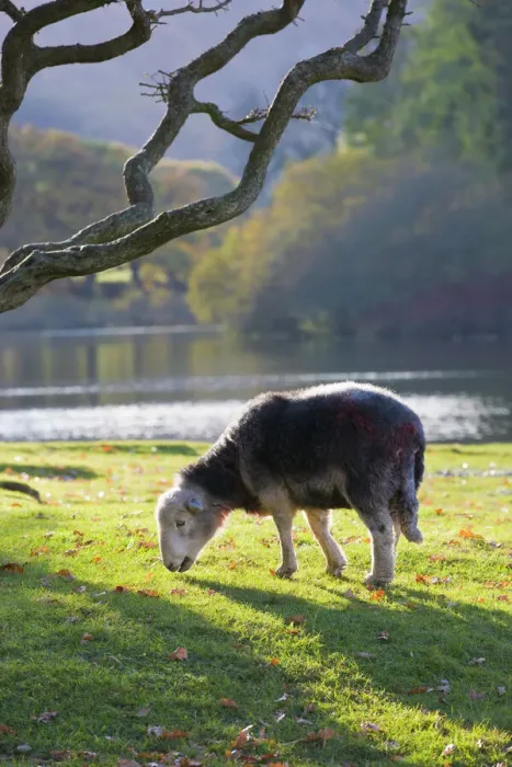 Framed Print : Herdwick Sheep Print at Friars Crag, Derwentwater Framed Print : Herdwick Sheep Print at Friars Crag, Derwentwater