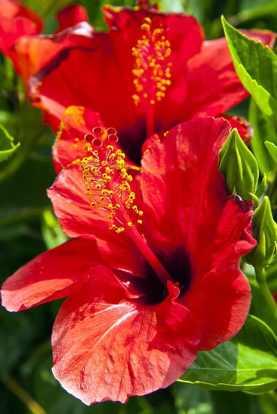 Hibiscus, Tunisia, North Africa, Africa