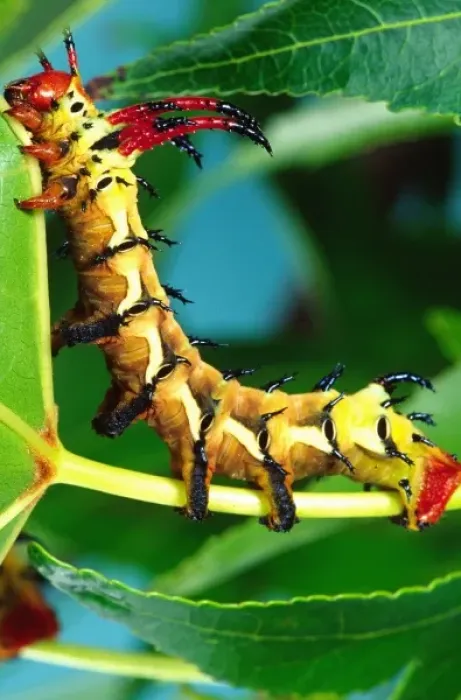 Framed Print : Hickory Horned Devil Caterpillar Print Framed Print : Hickory Horned Devil Caterpillar Print