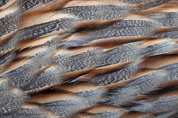 Himalyan Snow Cock feather pattern