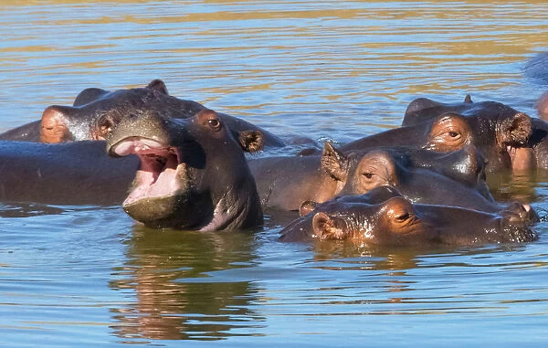 Hippos in the river, Mkhaya Game Reserve, Swaziland