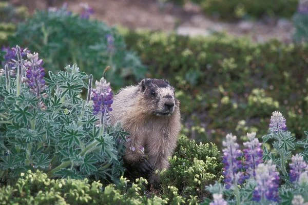 hoary marmot, Marmota