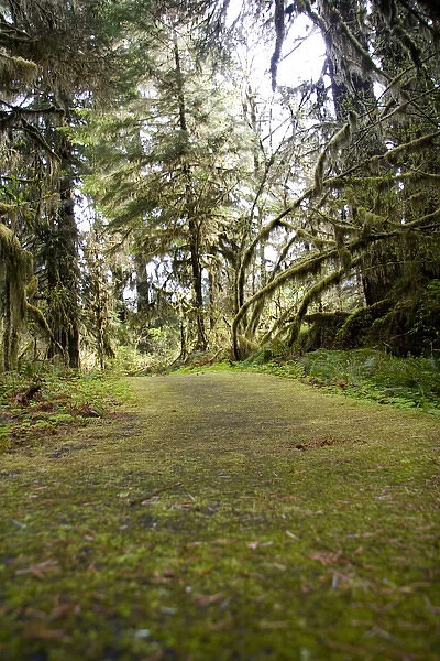 Hoh Rain Forrest, Washington, USA. The Hoh Rainforest on the Olympic Peninsula is