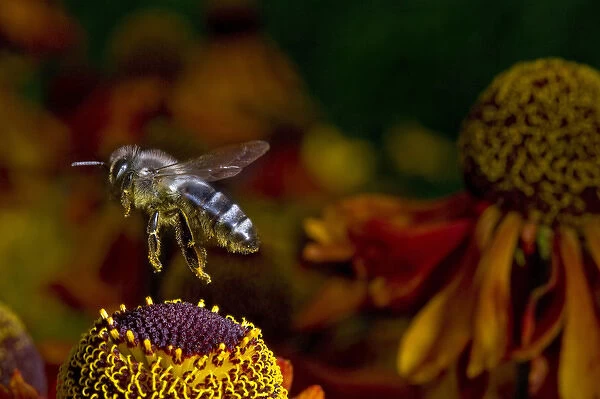 Honey Bee flying over flowers (Apis mellifera)