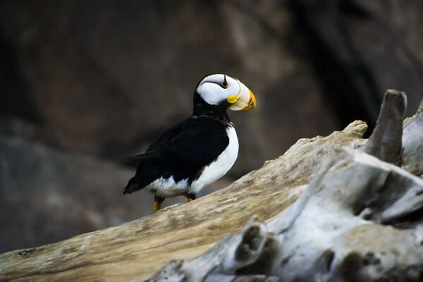 A horned puffin sits on a branch in Seward, Alaska