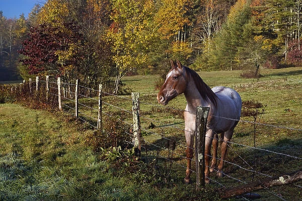 Horse and fence, just off the Blue Ridge Parkway, near Blowing Rock, North Carolina