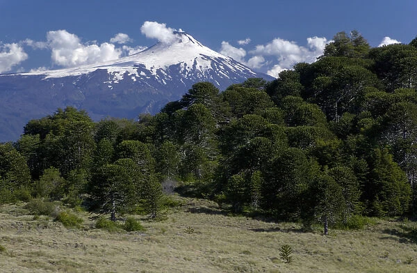 Huerquehue National Park, Chile. South America. Villarrica Volcano (Volcn Villarrica