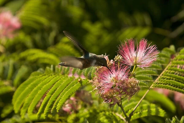 A hummingbird feeds from a pink flower