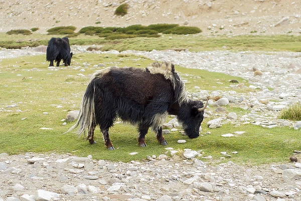 India, Jammu & Kashmir, Ladakh two black yak eating grass on a dry creek bed