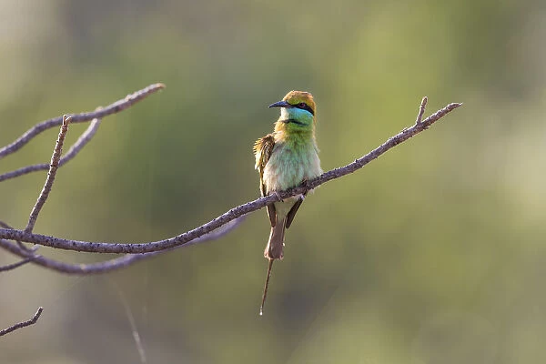 India, Madhya Pradesh, Bandhavgarh National Park