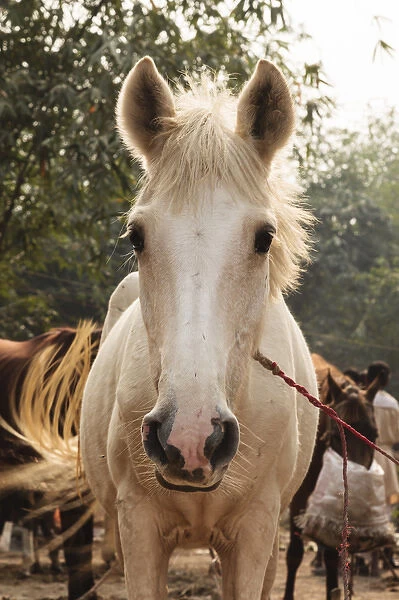 India, Odisha, Subarnapur District, Sonapur, White horse at Sonepur Cattle Fair