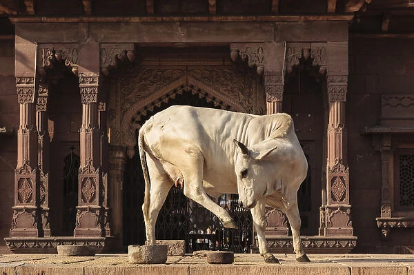 India, Rajasthan, Jodhpur. Holy cow dancing outside Ghanta Ghar Clock Tower