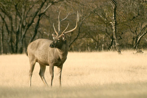 India, Ranthambore. A Sambar Stag in Ranthambhor National Park, the largest deer in India
