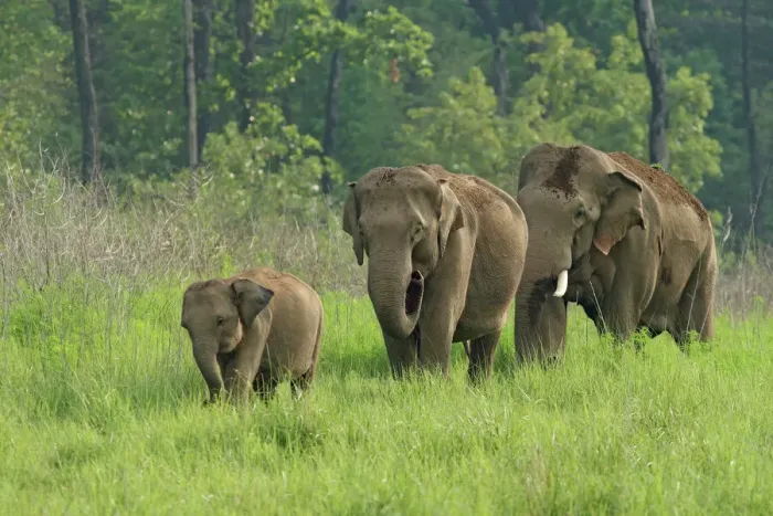 Framed Print : Indian Elephant Family Print, Corbett National Park