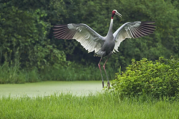 Indian Saras Crane, jumping, Keoladeo National Park, India