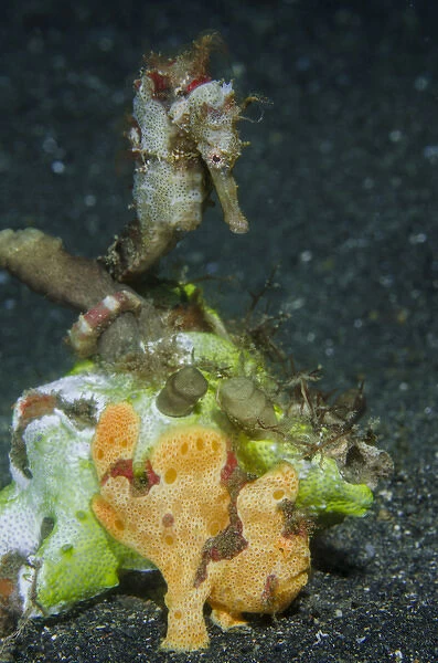 Indonesia, Lembeh Strait. Close-up of camouflaged frogfish and sea horse. Credit as