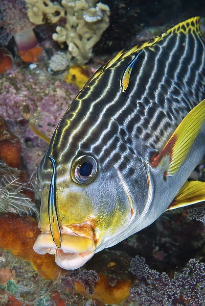 Indonesia, Papua, Raja Ampat. A cleaner fish at the mouth of a sweetlip fish. Credit as