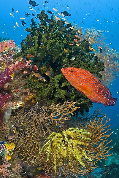 Indonesia, Papua, Raja Ampat. Coral trout swims past reef