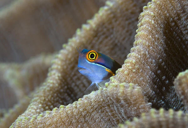 Indonesia, Raja Ampat. A blenny fish pokes its head out of a coral