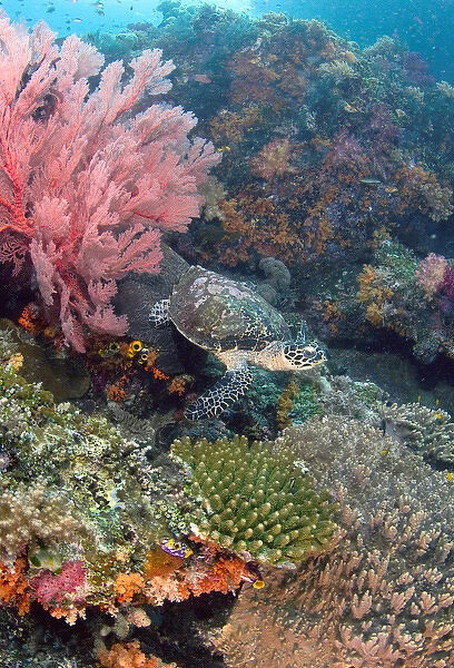 Indonesia, Raja Ampat. Endangered hawksbill turtle swims over reef