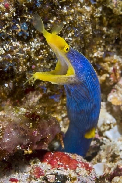 Indonesia, Suangi Island. Close-up of colorful ribbon eel