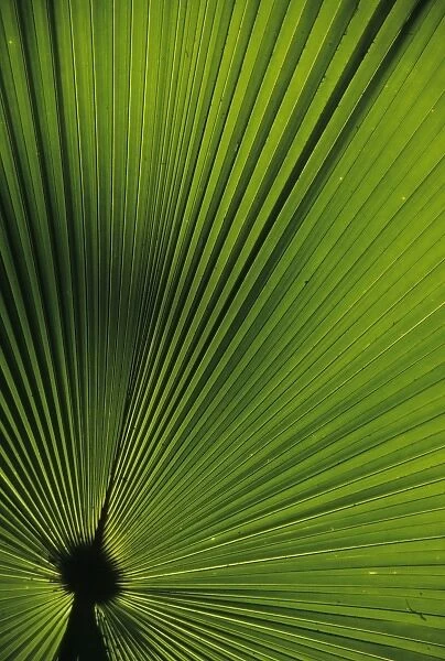 Indonesia, Sulawesi, near Manado. Palm frond in 22, 000 acre Tangkoko-Batuangus-Dua Saudara Reserve